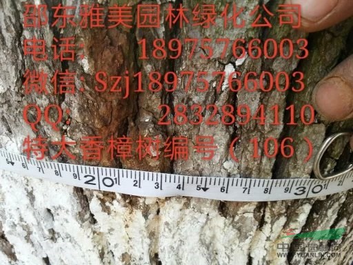 湖南大香樟樹實圖拍照圍徑130公分邵陽大香樟(106)