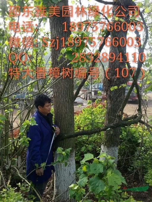 湖南大香樟樹實(shí)圖拍照   邵陽(yáng)大香樟(107)