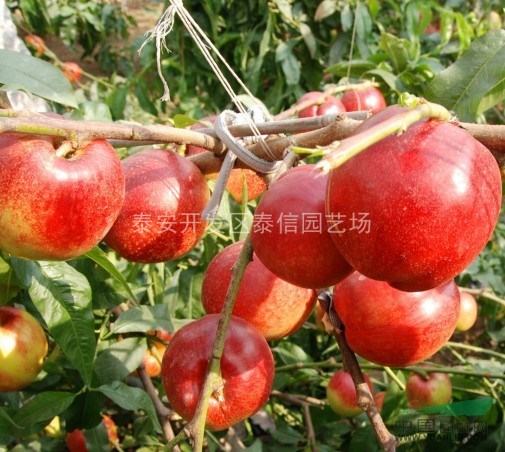 油桃苗_油桃苗價(jià)格
