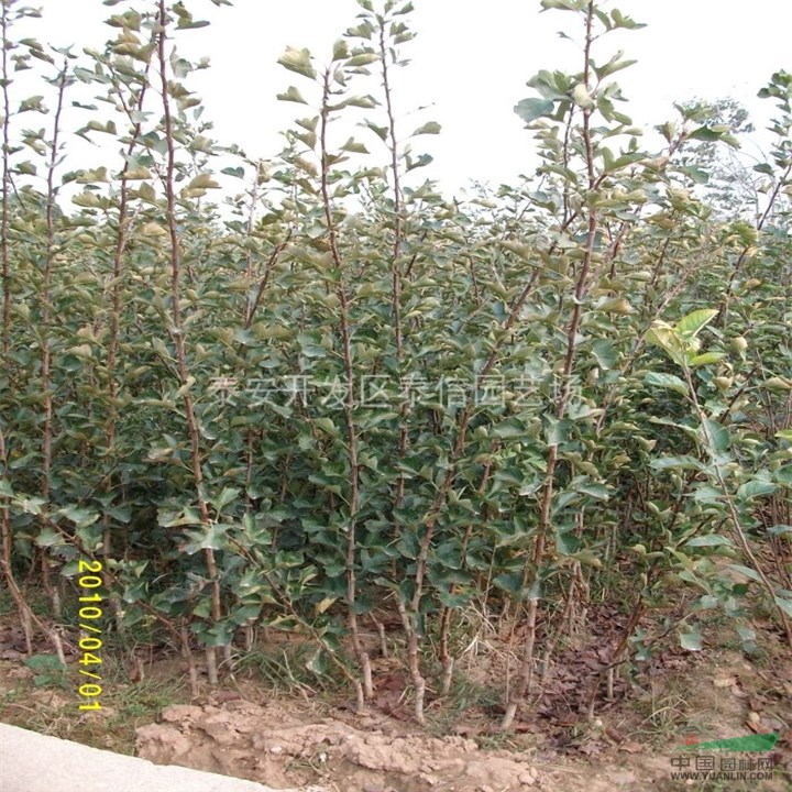 山楂樹_山楂樹價格