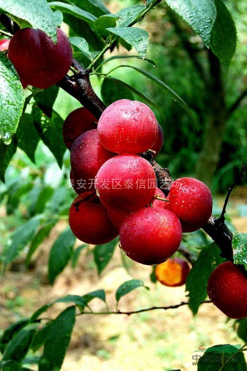 李子樹苗_李子樹苗價(jià)格