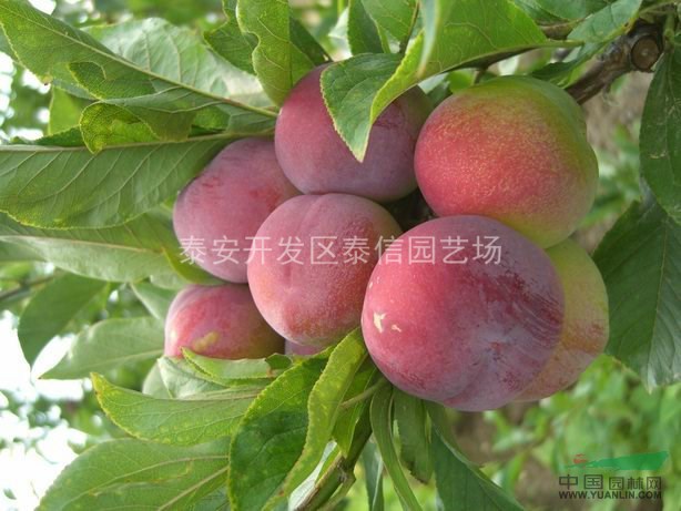 李子樹苗_李子樹苗價(jià)格