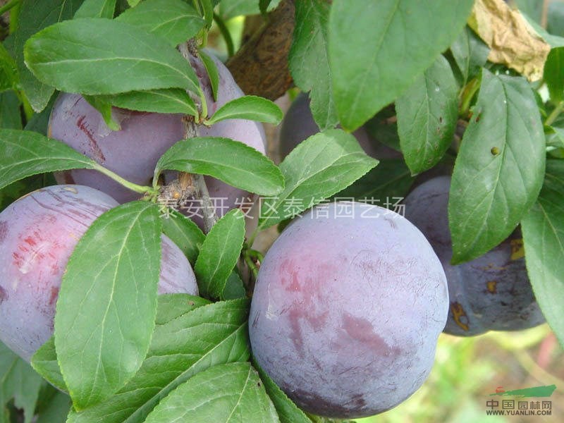 李子樹(shù)_李子樹(shù)苗價(jià)格