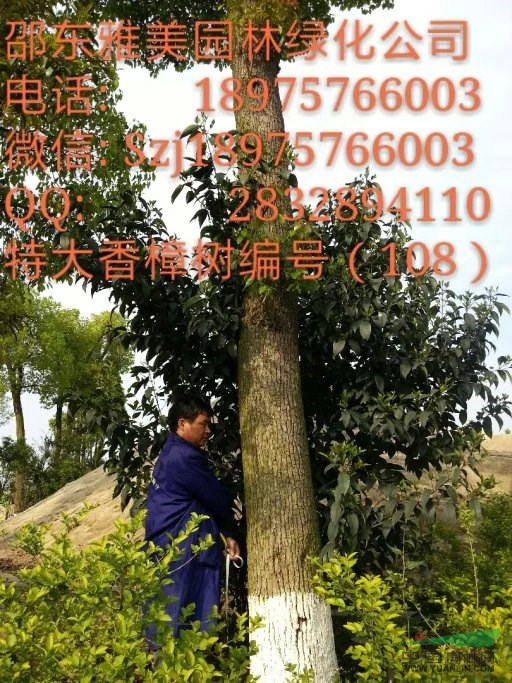 湖南大香樟樹實(shí)圖拍照 圍徑98公分邵陽(yáng)大香樟(108)