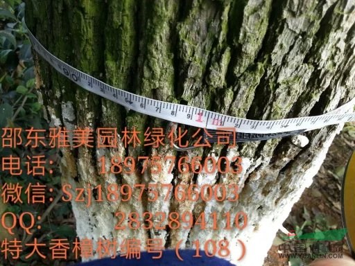 湖南大香樟樹實(shí)圖拍照 圍徑98公分邵陽(yáng)大香樟(108)
