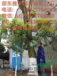 湖南大香樟樹實(shí)圖拍照 圍徑112公分邵陽大香樟(109)