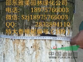 湖南大香樟樹實(shí)圖拍照 圍徑112公分邵陽大香樟(109)