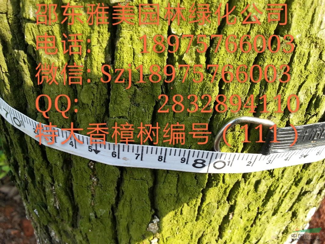 湖南大香樟樹實圖拍照 圍徑80公分邵陽大香樟（111）