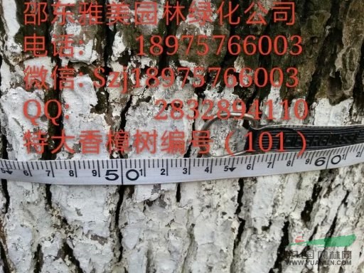 湖南大香樟樹實(shí)圖拍照圍徑154公分邵陽大香樟(101) 