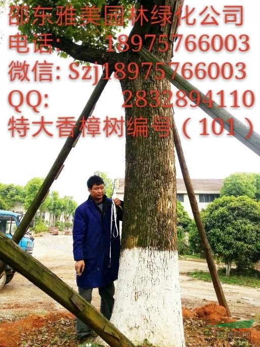 湖南大香樟樹實(shí)圖拍照圍徑154公分邵陽大香樟(101) 