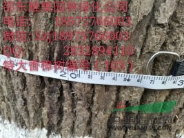 湖南大香樟樹實圖拍照 圍徑127公分邵陽大香樟(103) 