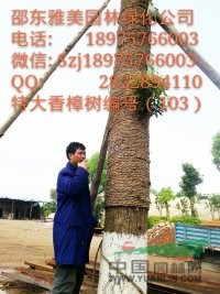 湖南大香樟樹實圖拍照 圍徑127公分邵陽大香樟(103) 