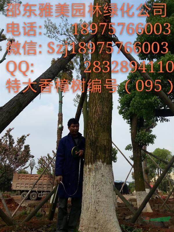  湖南大香樟樹實圖拍照 圍徑118公分邵陽大香樟 （095）