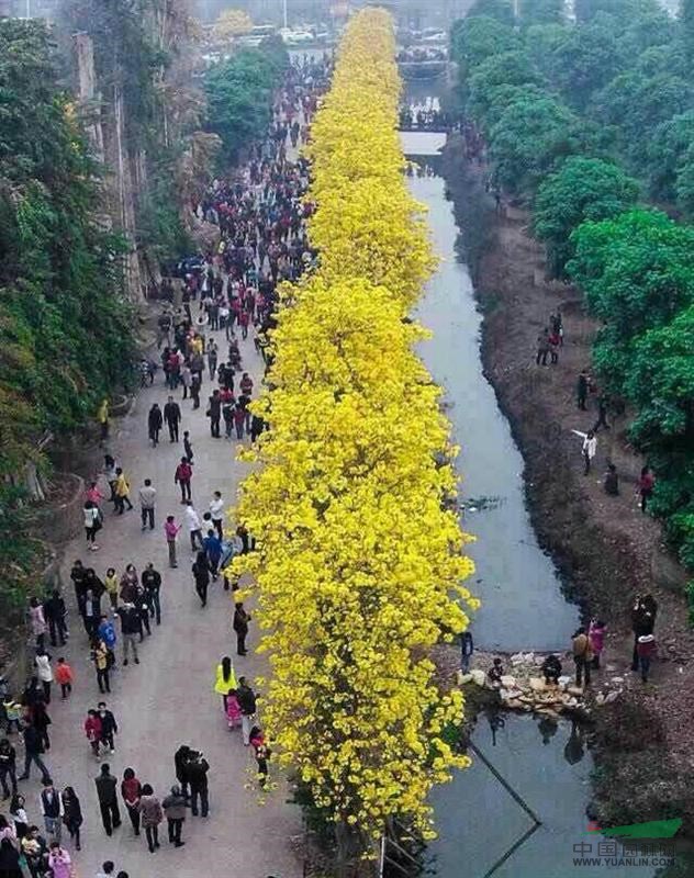 黃花風(fēng)鈴木（黃金風(fēng)鈴木）