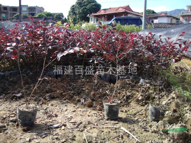 紅花繼木、梔子花、翠蘆莉、毛杜鵑、紅葉石楠、黃金葉