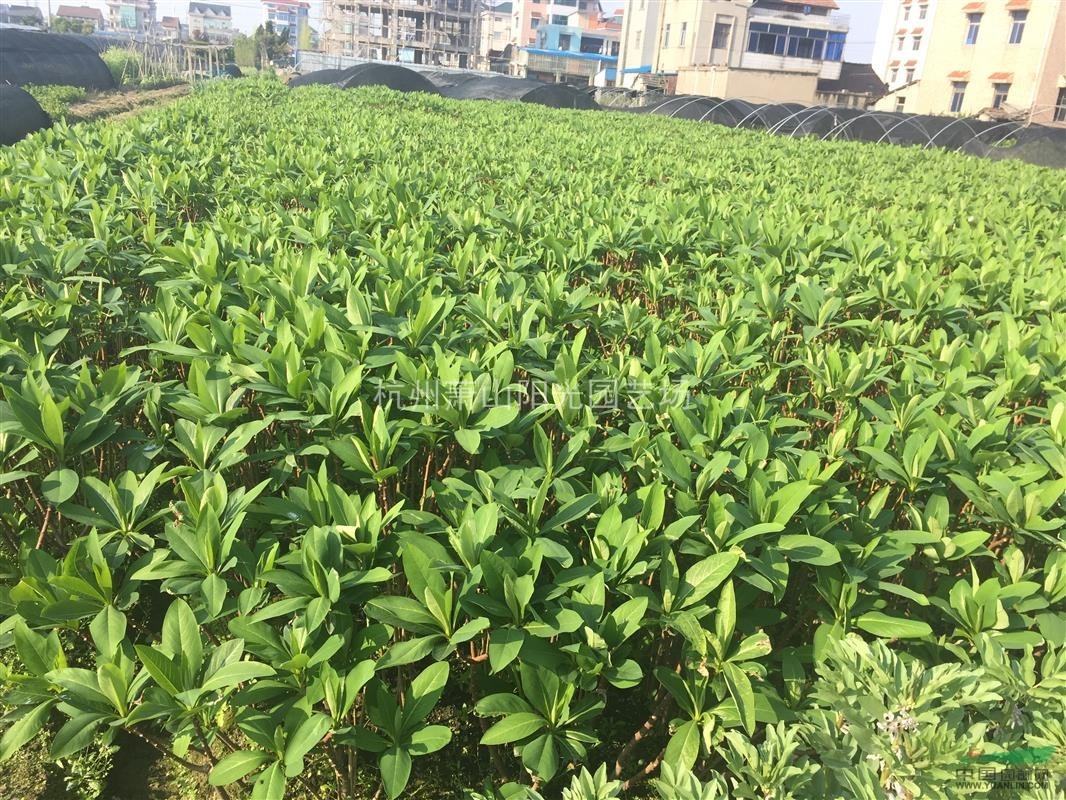供應(yīng)吉香小毛球 色塊苗 及大小球類
