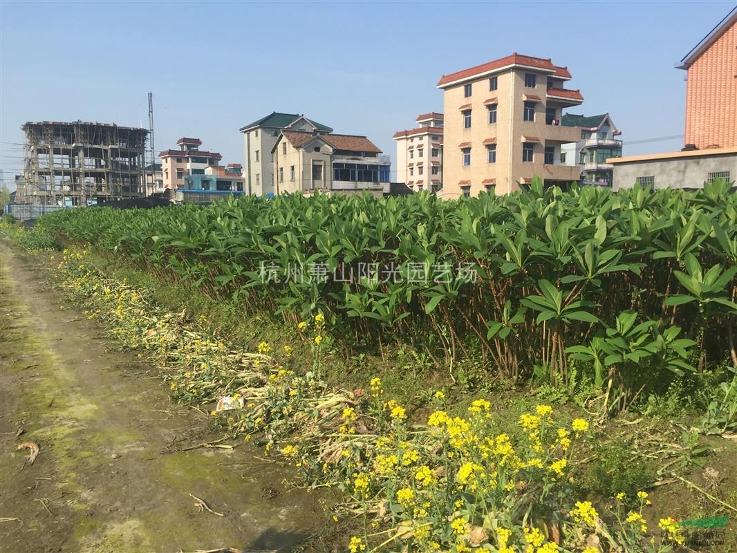供應(yīng)吉香小毛球 色塊苗 及大小球類