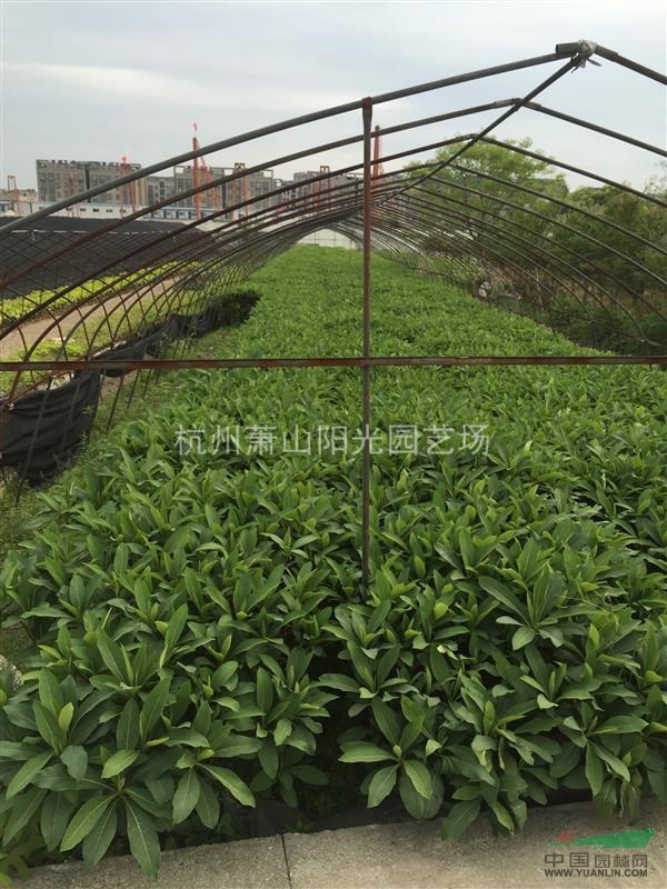 供應(yīng)吉香小毛球 色塊苗 及大小球類