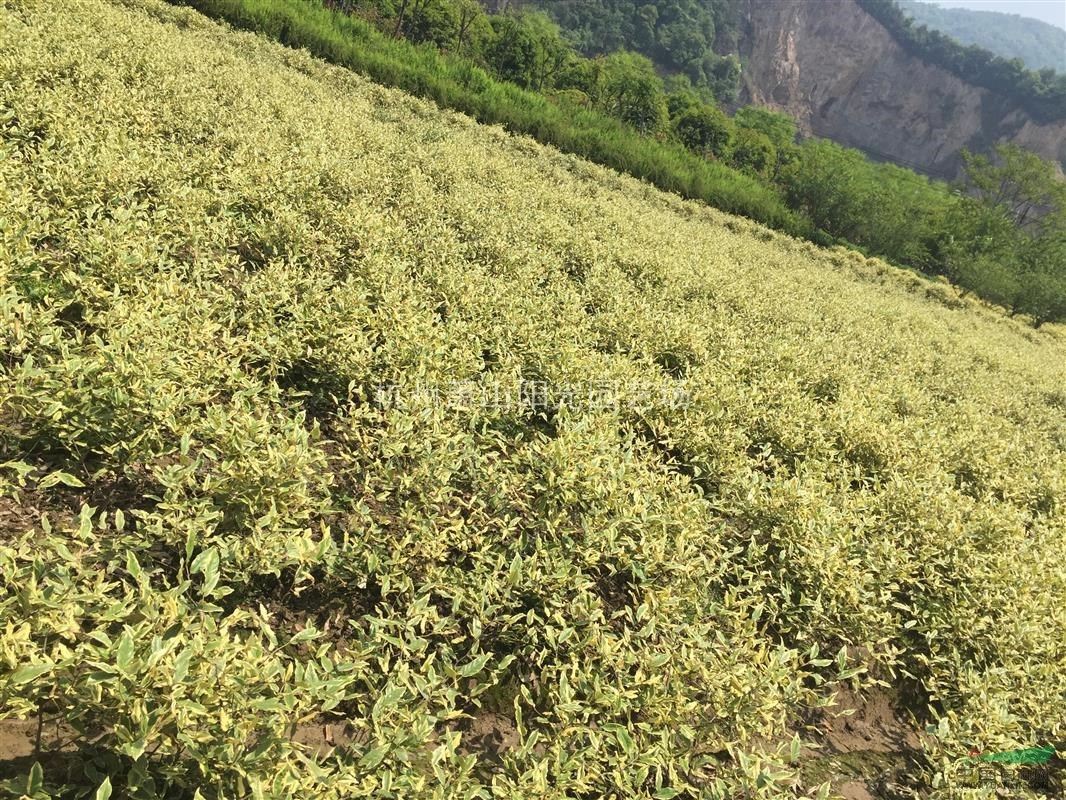 供應金邊無禿子色塊苗 毛球 及精品球類
