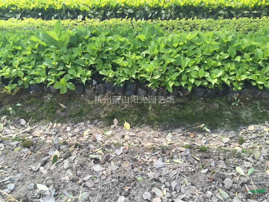供應(yīng)八仙花色塊苗 小杯苗 小毛球 及小球類