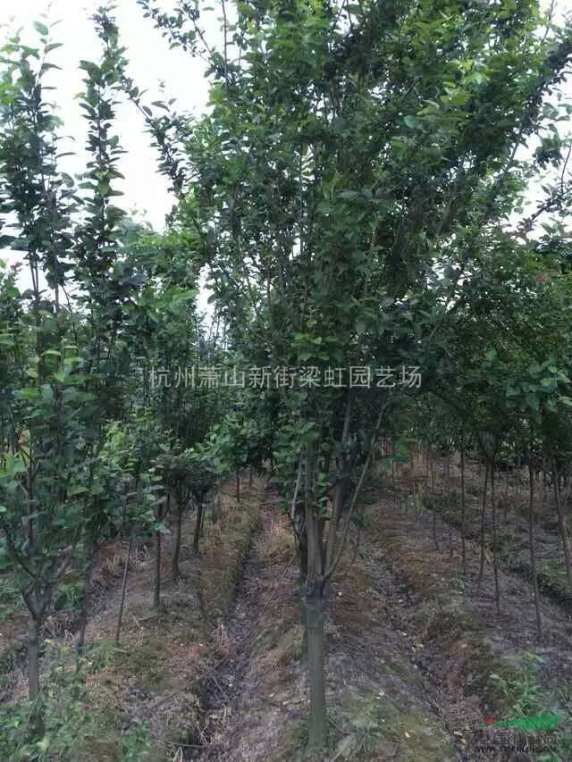 西府海棠，西府海棠供應(yīng)，2020年西府海棠價格，蕭山西府海棠