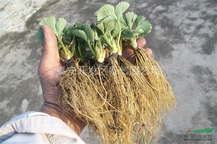 山東草莓苗、脫毒草莓苗_草莓苗基地