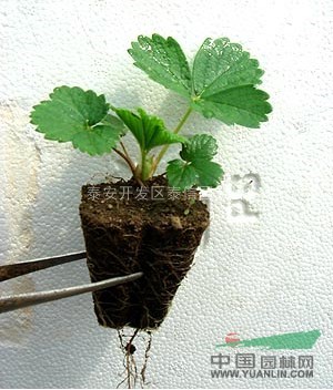 山東草莓苗、脫毒草莓苗_草莓苗基地