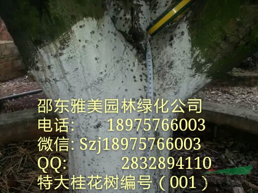 湖南特大桂花實(shí)圖拍照湖南大金桂桂（001）
