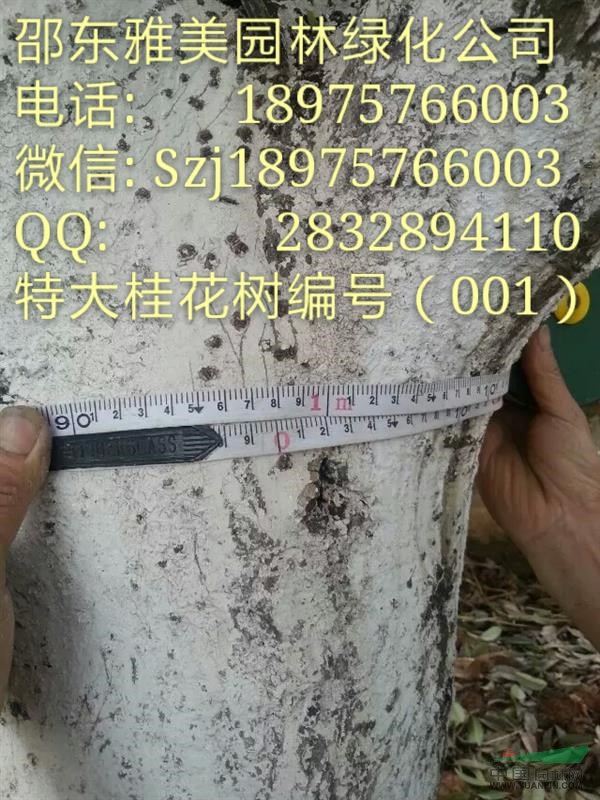 湖南特大桂花實(shí)圖拍照湖南大金桂桂（001）