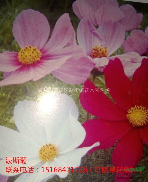 浙江地區(qū)供應(yīng)大花金雞菊、波斯菊、雛菊苗（可售草籽草種）