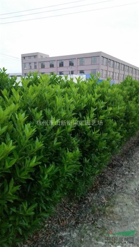 法國冬青，法國冬青供應，蕭山苗木，2020年法國冬青價格