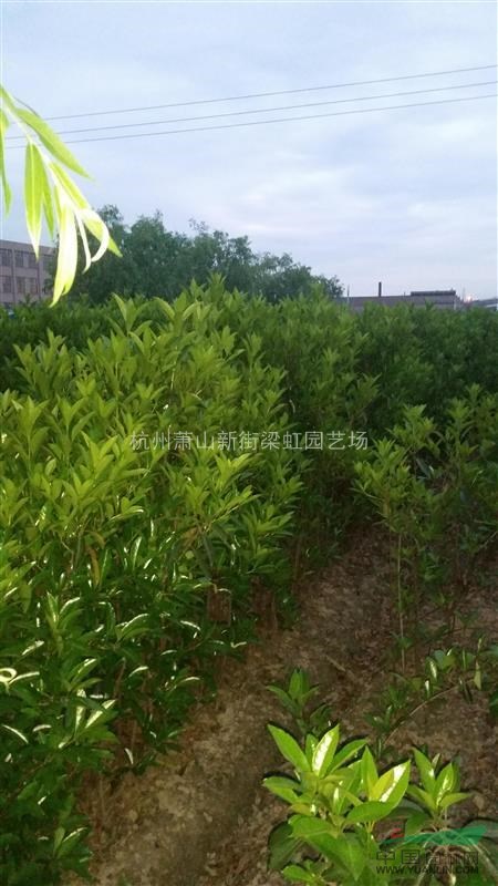 法國冬青，法國冬青供應，蕭山苗木，2020年法國冬青價格