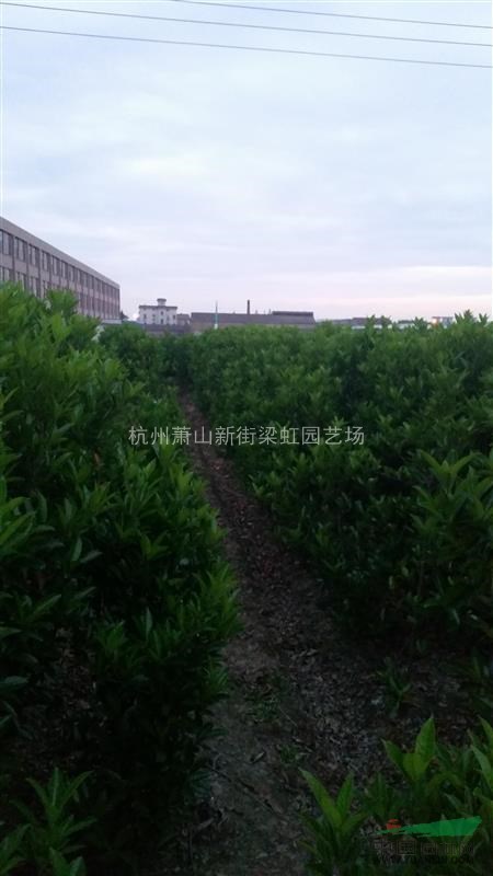 法國冬青，法國冬青供應，蕭山苗木，2020年法國冬青價格