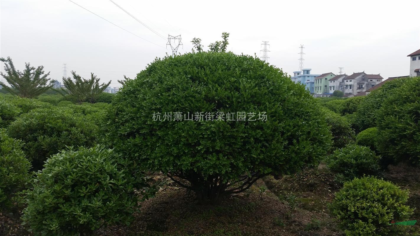 瓜子黃楊球，瓜子黃楊球供應(yīng)，蕭山苗木，2020年瓜子黃楊球價(jià)