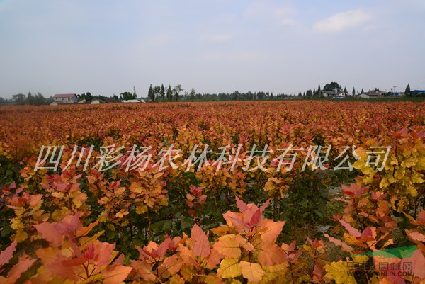 清徐“紅霞楊”I號(hào)小苗，工程苗，母樹，原種