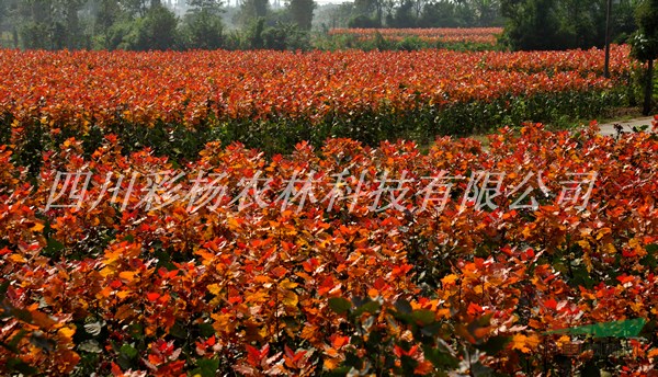 湘潭“紅霞楊”I號小苗，工程苗，母樹，原種