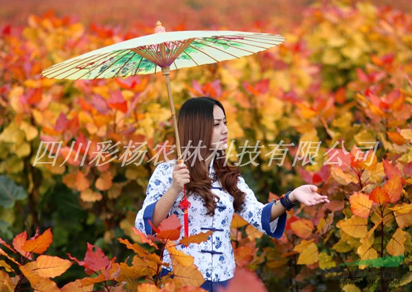 麗江“紅霞楊”I號小苗，工程苗，母樹，原種