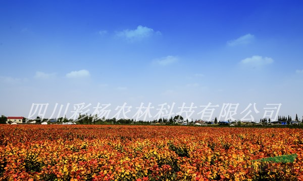 宜春“紅霞楊”I號(hào)小苗，工程苗，母樹，原種
