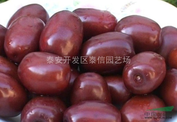 棗樹苗_棗樹苗基地