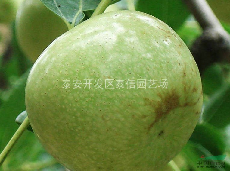棗樹苗_棗樹苗基地