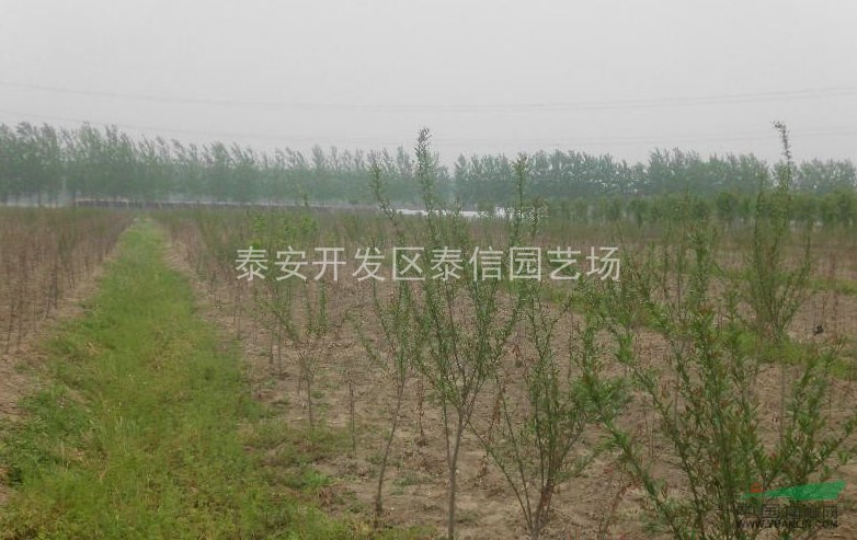 石榴樹、石榴樹價(jià)格