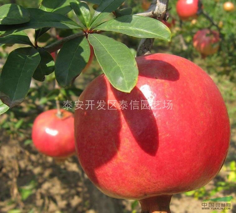 石榴樹、石榴樹價(jià)格