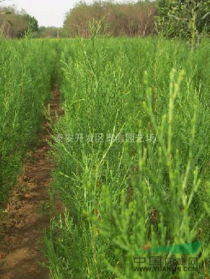 側(cè)柏樹(shù)苗、側(cè)柏苗價(jià)格