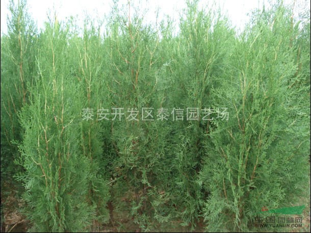 側(cè)柏樹(shù)苗、側(cè)柏苗價(jià)格