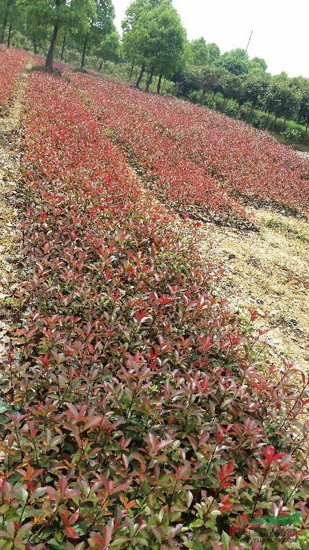 紅葉石楠杯苗，紅葉石楠營養(yǎng)袋，紅葉石楠價格，4公分紅葉石楠樹