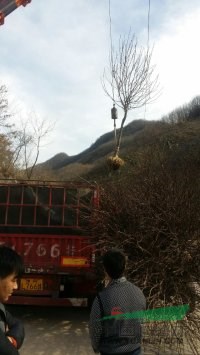南陽白玉蘭基地