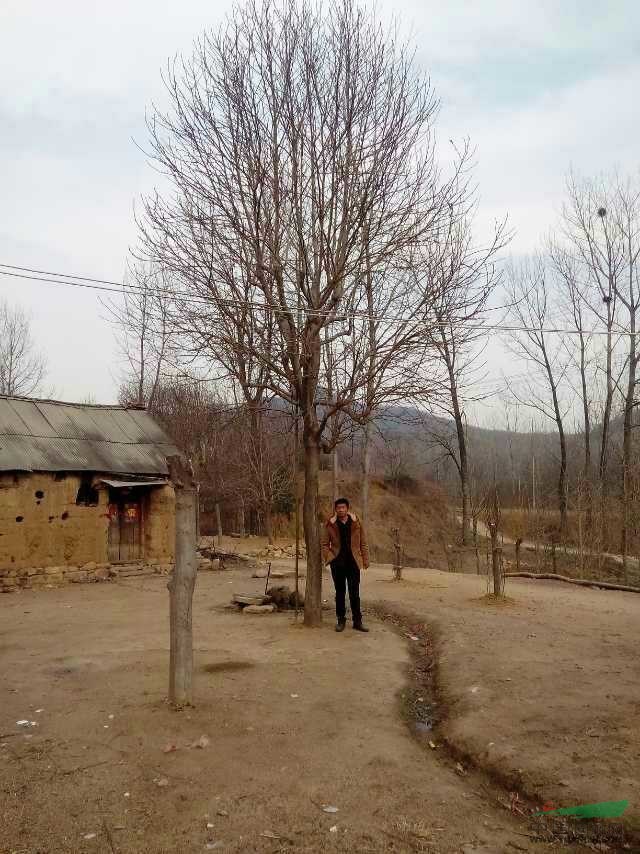南陽白玉蘭基地