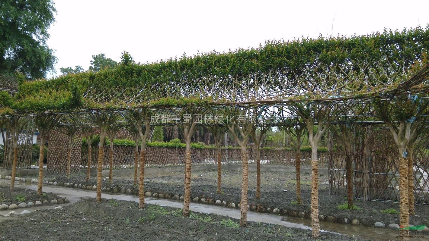 紫薇造型古典風(fēng) 紫薇六角亭、花瓶、塔樓 百日紅編織