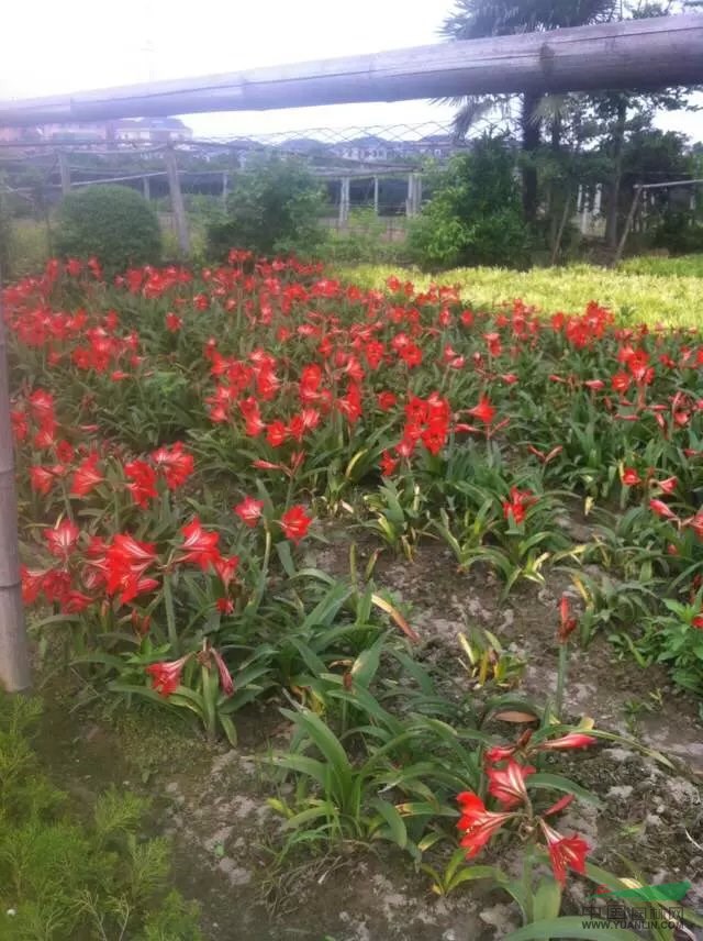 蕭山花木城綠化小苗八角金盆金邊黃楊海桐紅葉石楠紅花繼木金絲桃