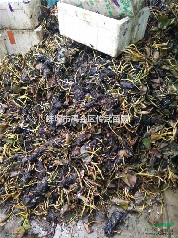 杭州蕭山急售睡蓮55萬棵低價出售有意者請來電